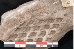 Foto (Detailansicht) von Lepidodendron sp.  (NHMW-GEO-2024-0188-11171)